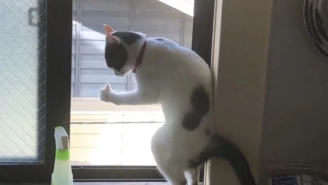 推主无意发现猫在窗边站，竟还比着这动作，让人笑屎...