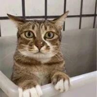 网友表示家里猫上厕所时，会这样抖抖抖，感觉每个脚趾都在用力！