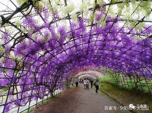 紫藤花种植方法，你了解多少？