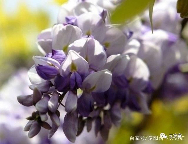 紫藤花种植方法，你了解多少？