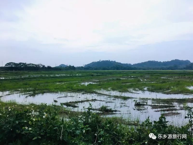 <a href=http://www.lexiangyou.org/xiangcunlvyou/ target=_blank class=infotextkey>乡村旅游</a>：去南朗崖口看群鸟享美食住民宿