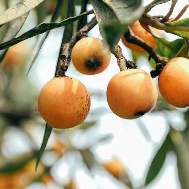 大量上市！这种水果入夏后吃，降血脂、利尿清热…是疾病的克星！