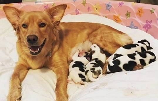 金毛串串生下的一窝宝宝，让主人都彻底看傻了！