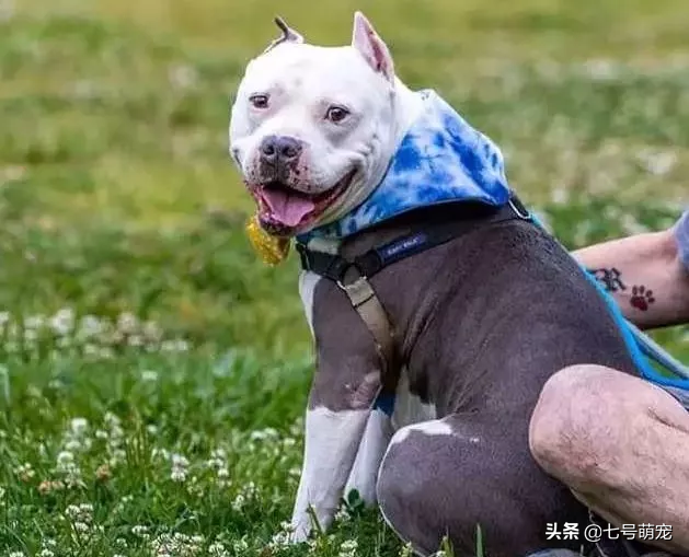 狗狗失踪2年了，主人却在电视上见到熟知的笑容