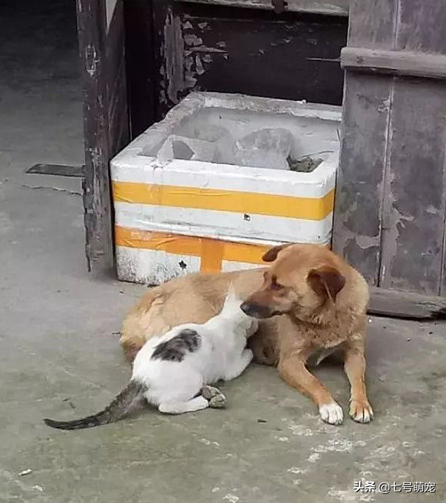 宠物猫近期不如何吃饭，主人好奇跟去一看