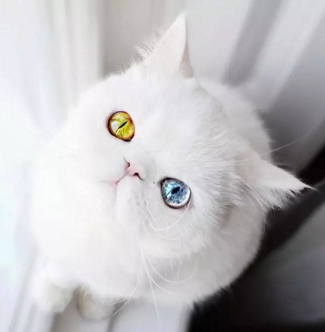 猫咪的一对“鸳鸯眼” 藏进了整个宇宙