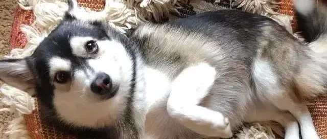 哈士奇5岁生日，铲屎官给它买了一头小猪当兄弟，半年后这只猪......