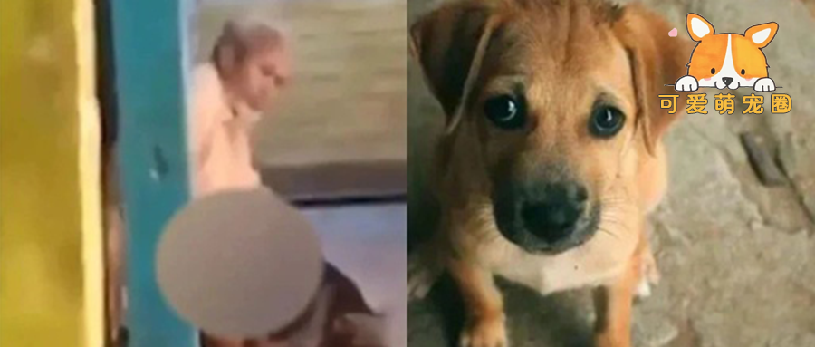 全网暴怒！印度老人强奸30多只流浪狗，被抓后表示：它们是在报恩…...