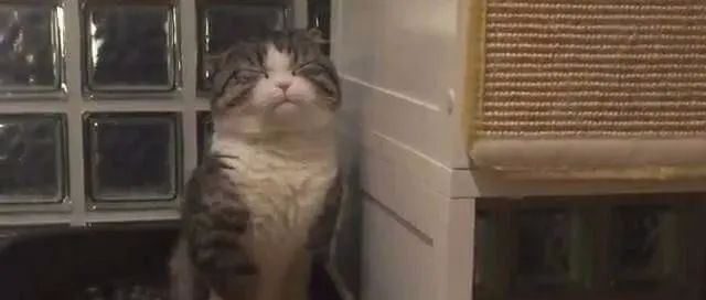 “我家猫干啥啥不行，拉屎第一名！”