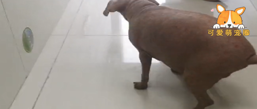 医院送来一个神秘“生物”，凑近看后是只泰迪：喂猪饲料长大的吗