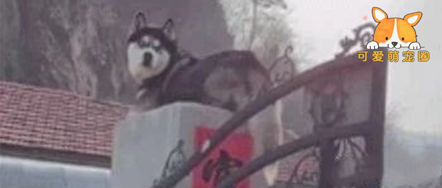 奉劝春节带狗回家的朋友们，一定要把狗看好了，否则……