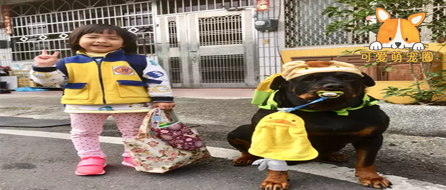 狗狗背着书包叼着奶嘴等校车，老师却说：你超重了不能上！