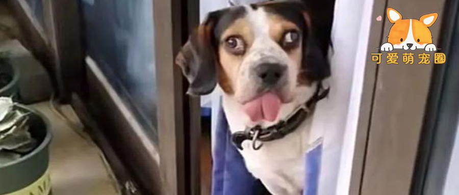 女子网购收到“斜白眼”狗狗，网友：两只眼睛各有各的想法…