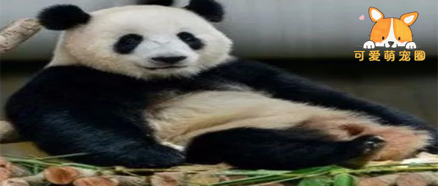 全球唯一被“退货”的大熊猫，外国人含泪退回，中国人笑出内伤