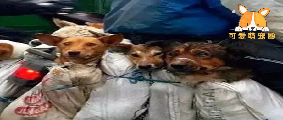 “亲眼看到同伴被宰杀，狗狗疯狂作揖：求你放过它吧.....”