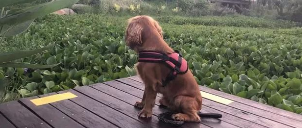 狗狗连续两天捡回小猫，主人无奈说：再捡你自己都养不活了.....哈哈哈