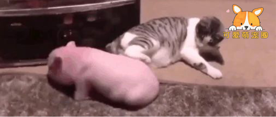 我寻思着一只猫腿能有多大劲儿，直到…邻居家的猪被踹飞了!