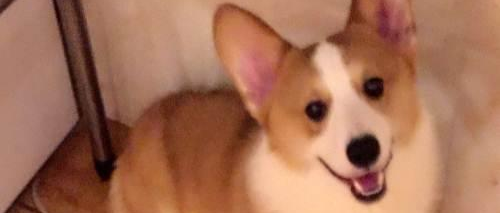 柯基意外怀孕找不着孩子他爸，生下来5只小狗竟然是5个品种？