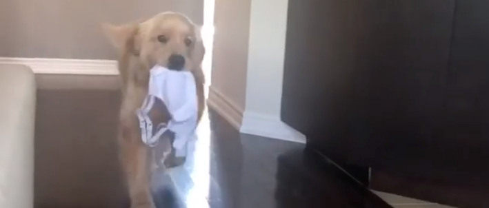 “实不相瞒........我家狗子爱上了我的内裤”