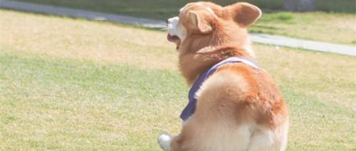 带柯基遛弯，半路发现狗不见了，再找到这货的时候竟然......哈哈哈！