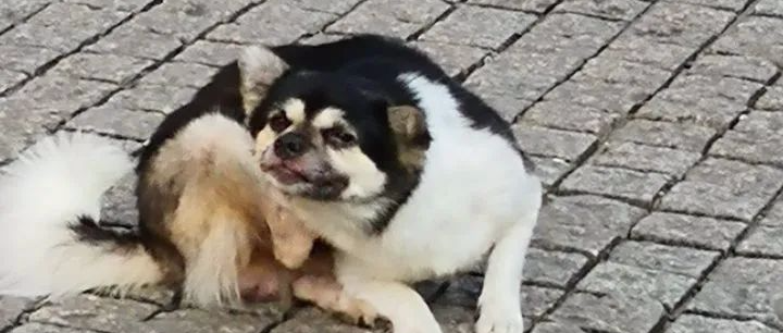 “好看的狗子千篇一律，但长的丑的狗子......”