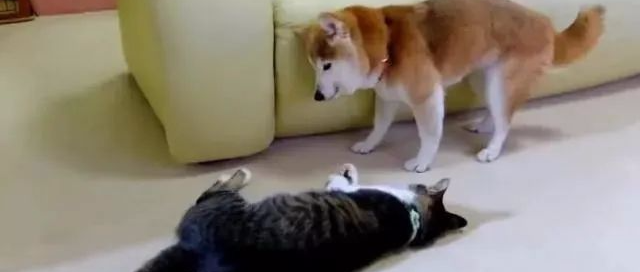 柴犬16岁高龄，铲屎官告诉猫咪不要欺负它，猫咪竟然.....