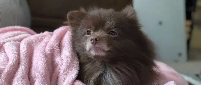 自家的博美长了一副“熊样”，铲屎官有苦说不出........