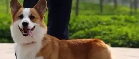 自家二哈和柯基意外怀了宝宝，生下来的宝宝竟然是这副模样........