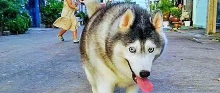 还记得这只“哈士猪”吗？多次减肥失败后，主人终于放大招了.......