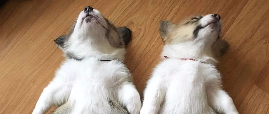 在给狗子取名这块，有些人永远把气质拿捏的死死的,,,,,,,哈哈哈哈！