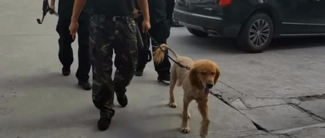 群众举报“发现疯狗，请求击杀！”，可民警一到现场顿时懵了.......