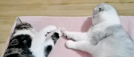 “前几天地震的时候，我家的猫睡的跟一头猪一样......."