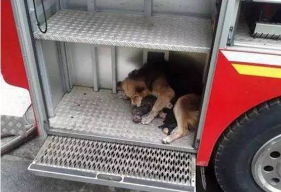 狗狗用尽最后力气，从大火中冲出来，嘴里却叼着一团小毛球....