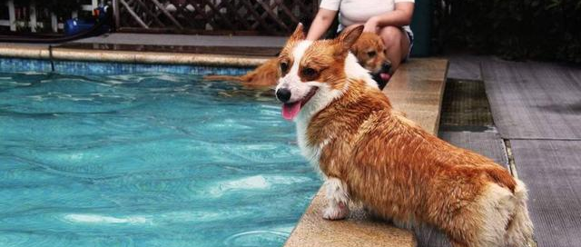 看见狗狗“淹死”在河里，主人当场崩溃大哭，谁知道下一秒狗子......