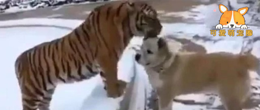 狗狗去看望一起长大的老虎，老虎一眼认出狗兄弟，画面让人感动