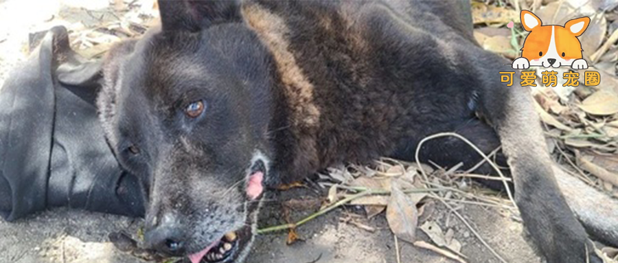 狗狗患病主人不救反而给它挖坟墓，他一边挖一边对它说：你快死吧！