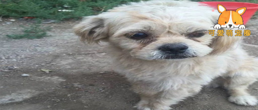 为了"生存”，它遭受疯狂的咬死...揭开真相后，让人心酸！