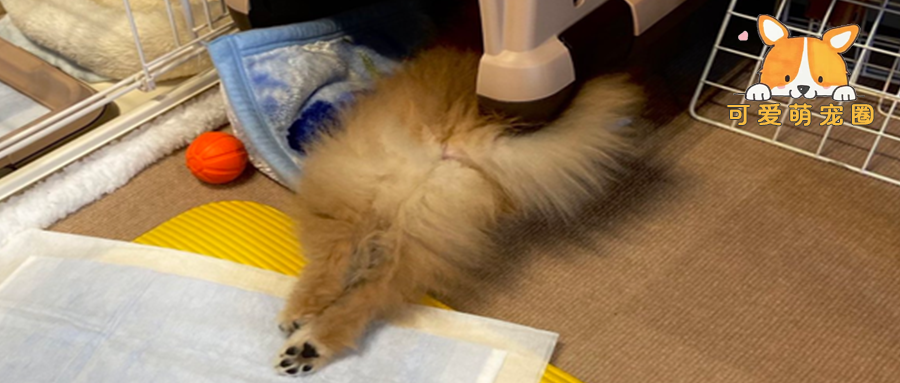 狗子睡觉时身体分成了两半，主人看到后吓哭：好像命案现场！