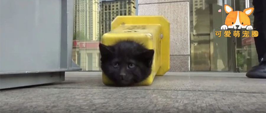 小黑猫丢脸丢上了人民日报，网友：大型猫咪社死现场！！