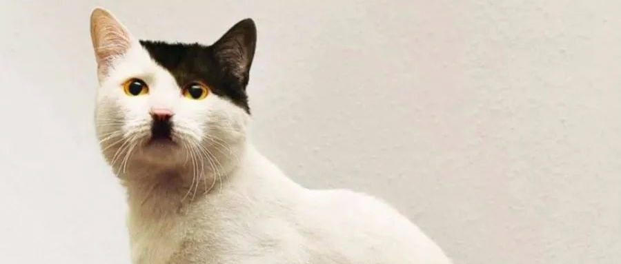 “医生，我家猫是弱智，我也会变傻吗？”