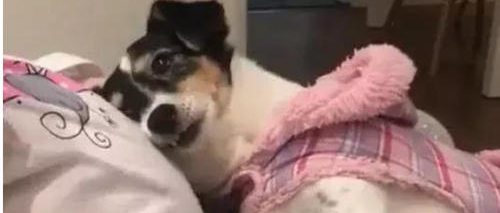 “怀孕之后，狗子不贴心就算了，竟然还学我孕吐.......”