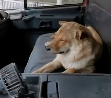 主人换车忘记告诉自家狗子，谁知道狗子竟然.....
