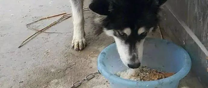 看见主人太兴奋，哈士奇直接从三楼一跃而下把主人砸骨折，医生：至少...