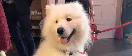 “婚礼上主人让萨摩耶送戒指，结果这货刚完成任务就.....”