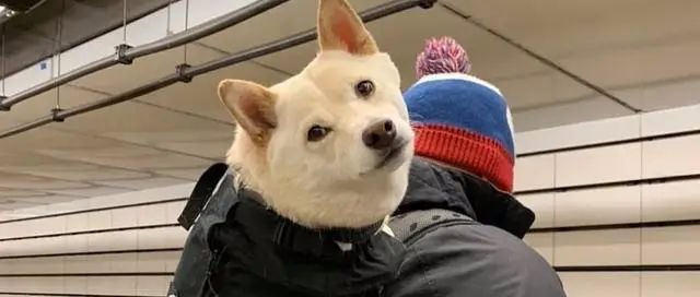 纽约地铁：禁止带狗，除非包里装的下！于是，出现了这样的一幕......