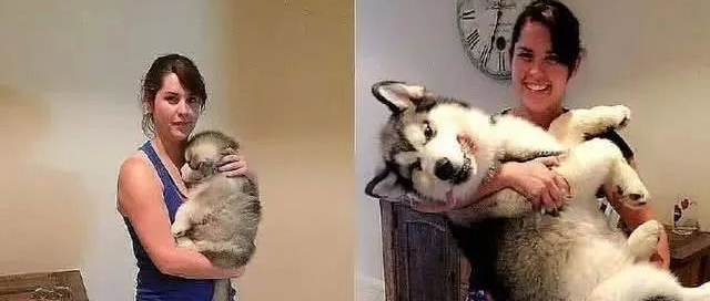 十年之后和狗狗在同一地方拍照，这组照片让所有人泪崩.....