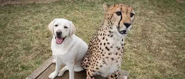 动物园怕小猎豹找不到对象，所以给它找来了一只狗子做朋友，于是.....