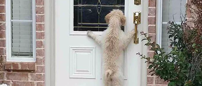 带狗狗去宠物店洗澡，美容师误把染发剂当沐浴露，结果.......哈哈哈