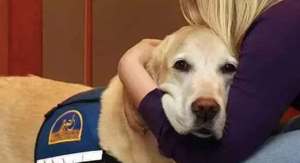 为了帮助人们走出悲伤，这家殡仪馆请了一只金毛来.......