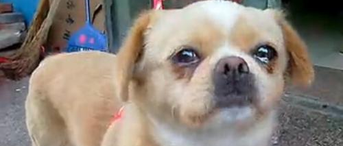 宠物狗义乌走丢一个月后走回金华，女主人瞬间泪崩：指甲全部被磨平了